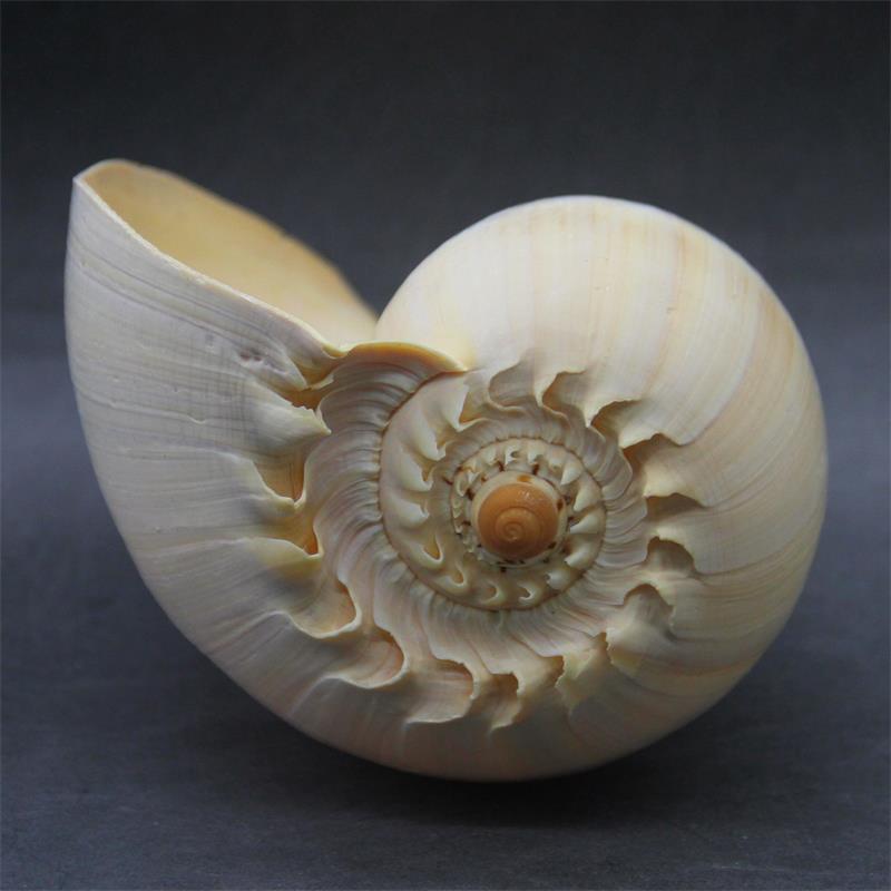 Aquarium Planting Ideas - 17-22cm Natural Conch Shell Large Yellow