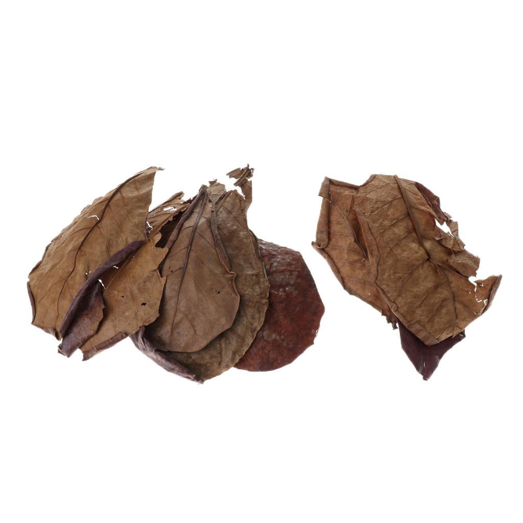 Aquarium Plant Roots - Beneficial Leaf Aquarium Filter Additive Natural
