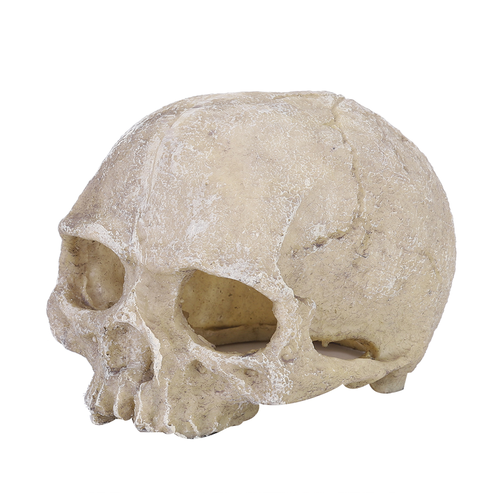 Aquarium Planting Ideas - Resin Simulated Head Bone Skull Statue