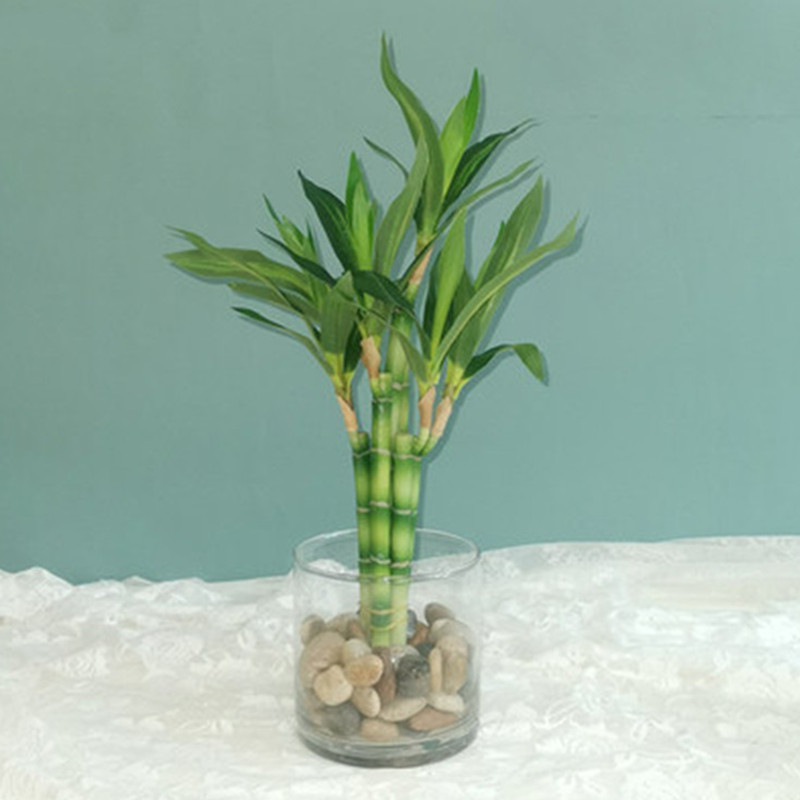 New 40cm rFtificial Lucky Bamb - Aquarium Plant Nursery avis et prix