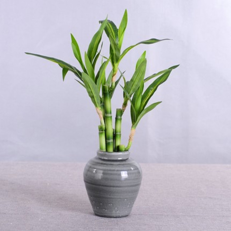 New 40cm rFtificial Lucky Bamb - Aquarium Plant Nursery avis et prix