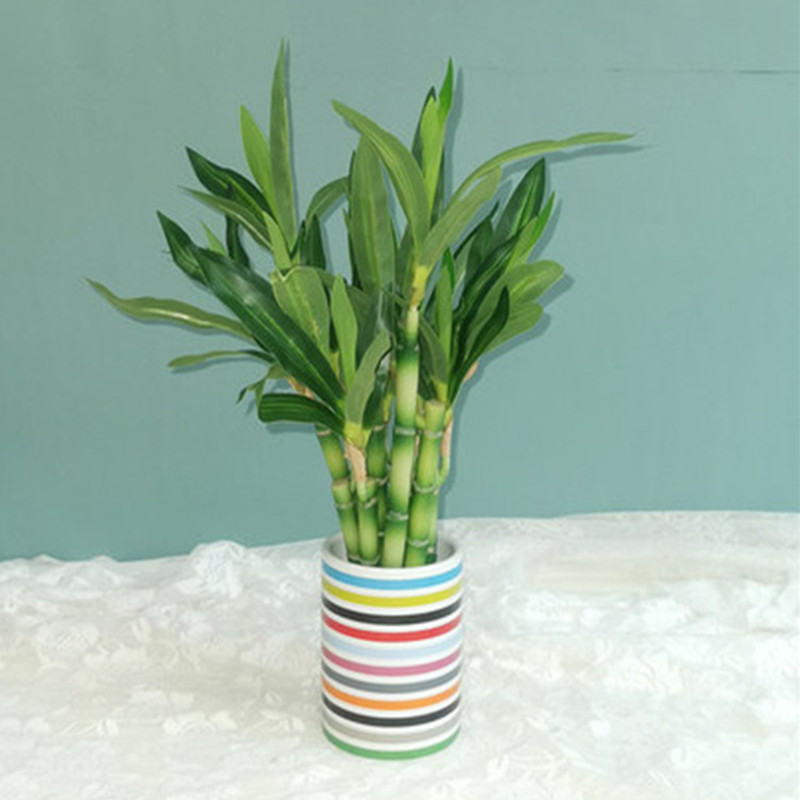 New 40cm rFtificial Lucky Bamb - Aquarium Plant Nursery avis et prix