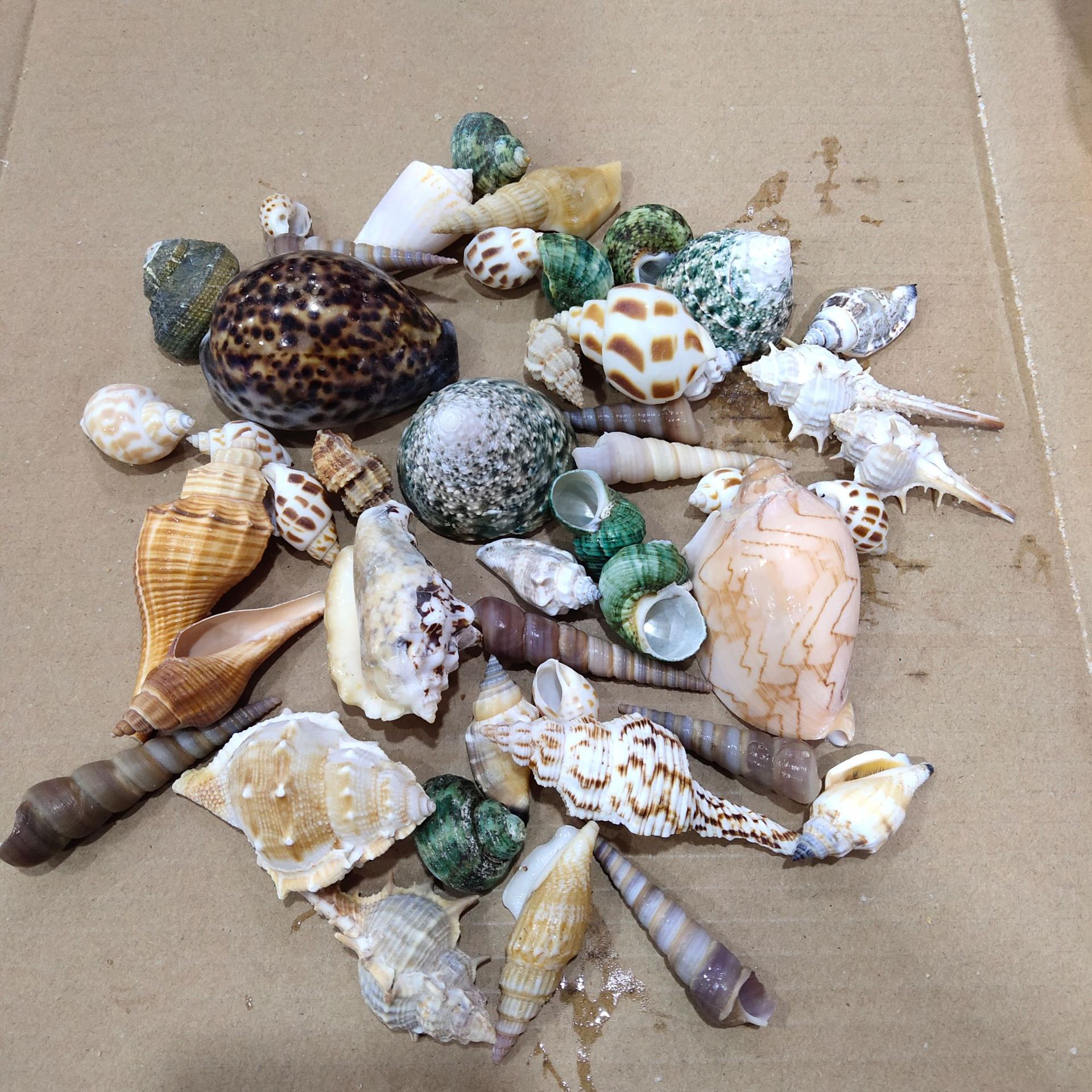 Conch shell mixed combination, - Aquarium Planting Ideas avis et prix