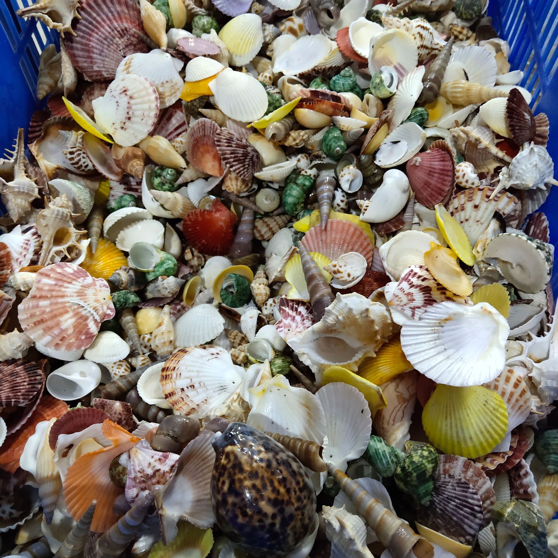 Conch shell mixed combination, - Aquarium Planting Ideas avis et prix