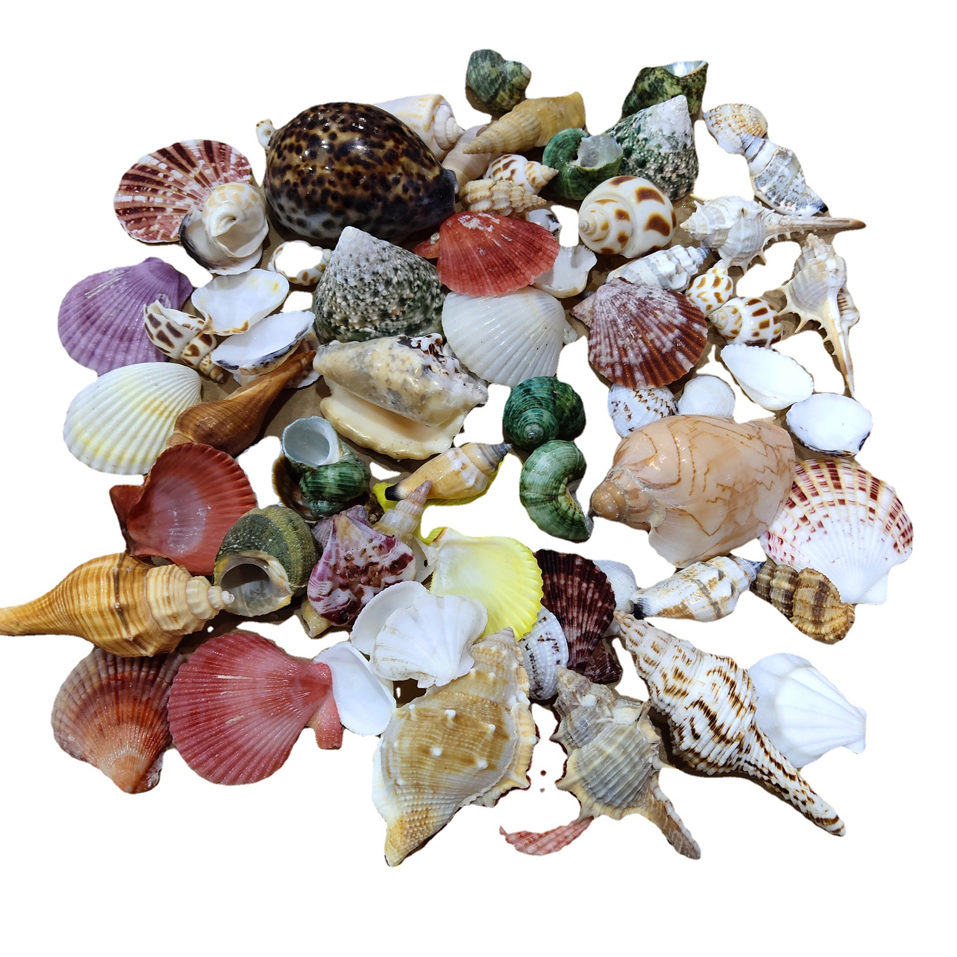 Conch shell mixed combination, - Aquarium Planting Ideas avis et prix