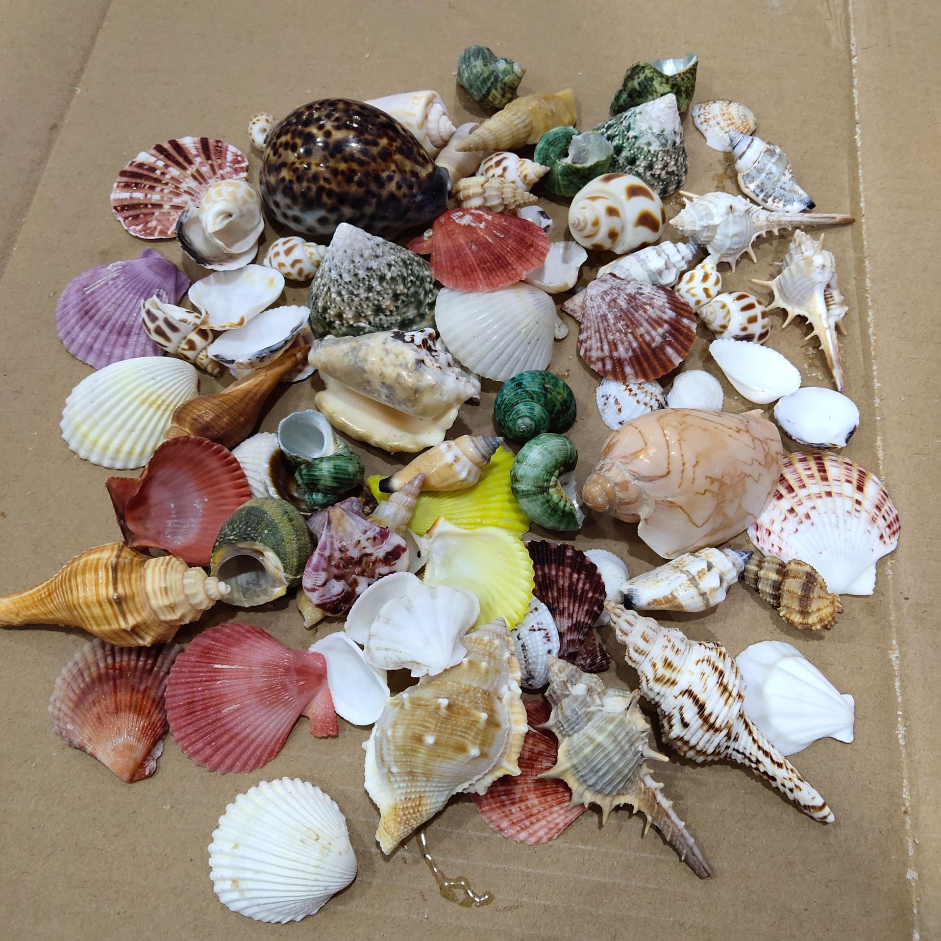 Conch shell mixed combination, - Aquarium Planting Ideas avis et prix