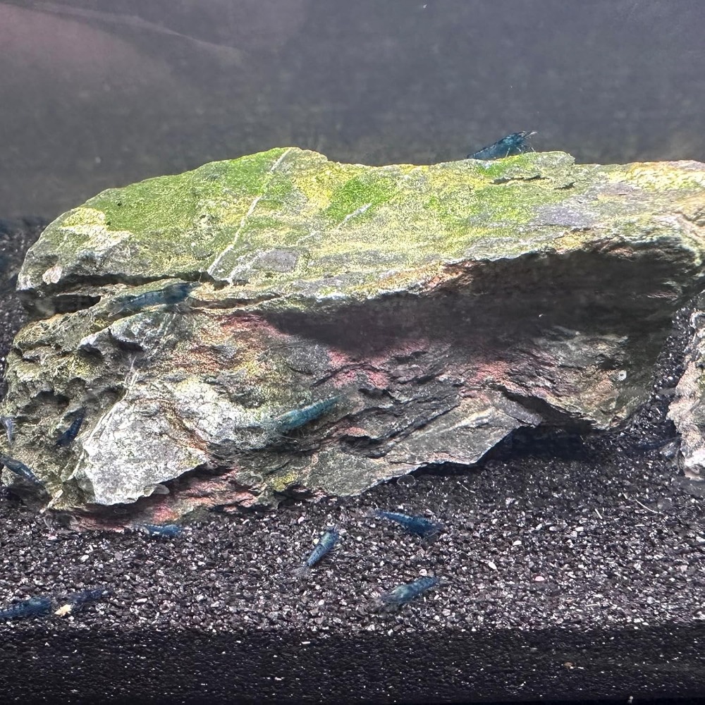 Black Aquarium Sand 2lbs, Fine - Planted Aquarium Supplies avis et prix