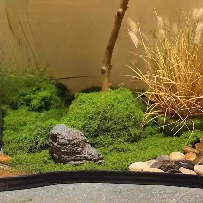 200g Eternal Life Moss DIY Cra - Aquarium Plant Root Tabs avis et prix