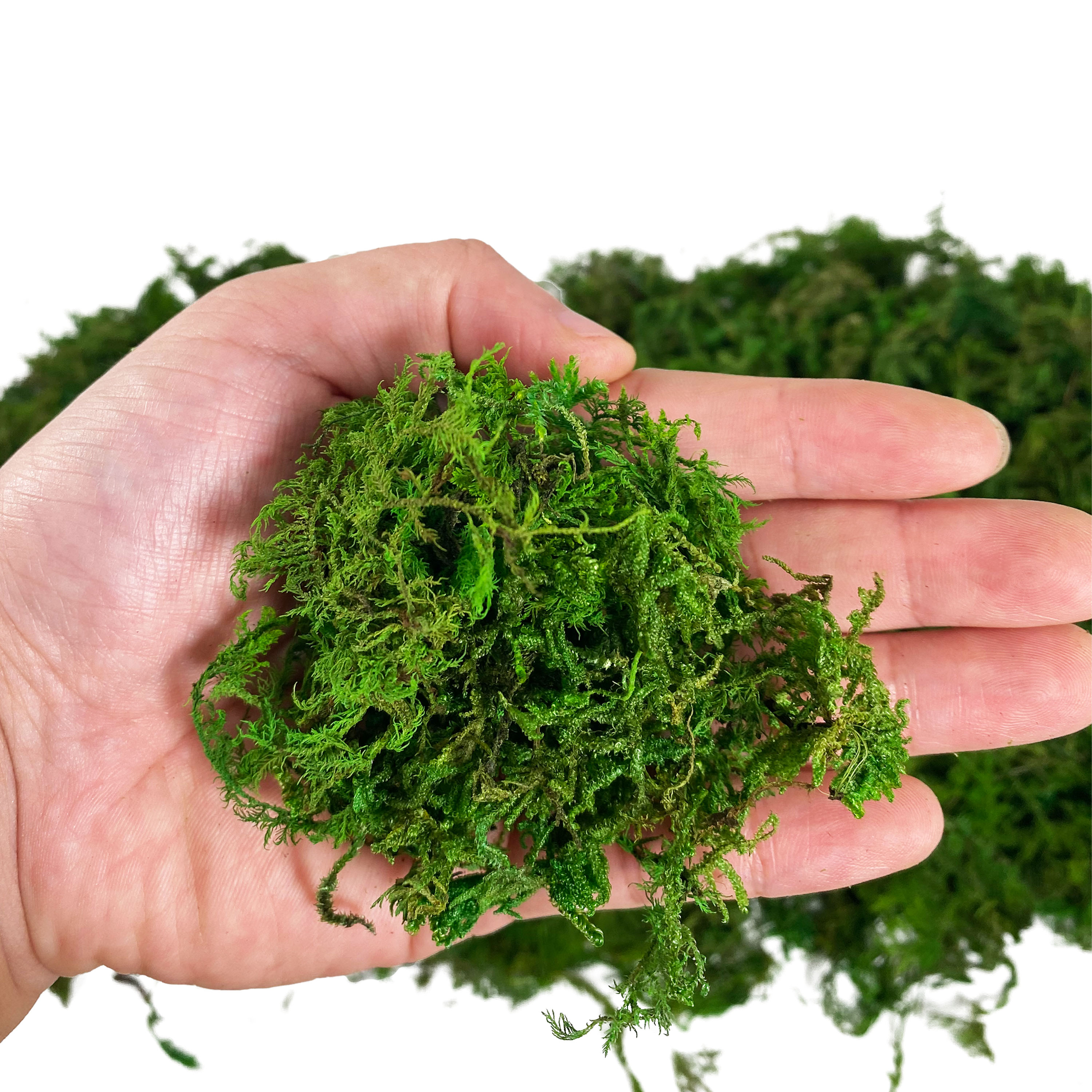 Artificial Fake Moss, Craft Mo - Aquarium Plant Root Tabs avis et prix