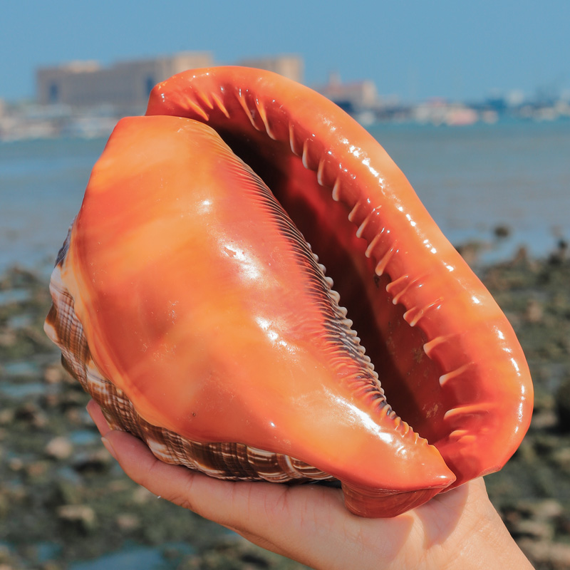 12-17CM Natural Orange Sea She - Aquarium Planting Ideas avis et prix