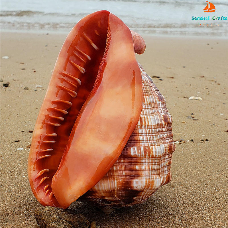 12-17CM Natural Orange Sea She - Aquarium Planting Ideas avis et prix