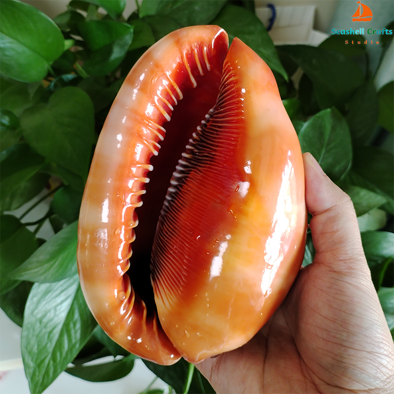 12-17CM Natural Orange Sea She - Aquarium Planting Ideas avis et prix