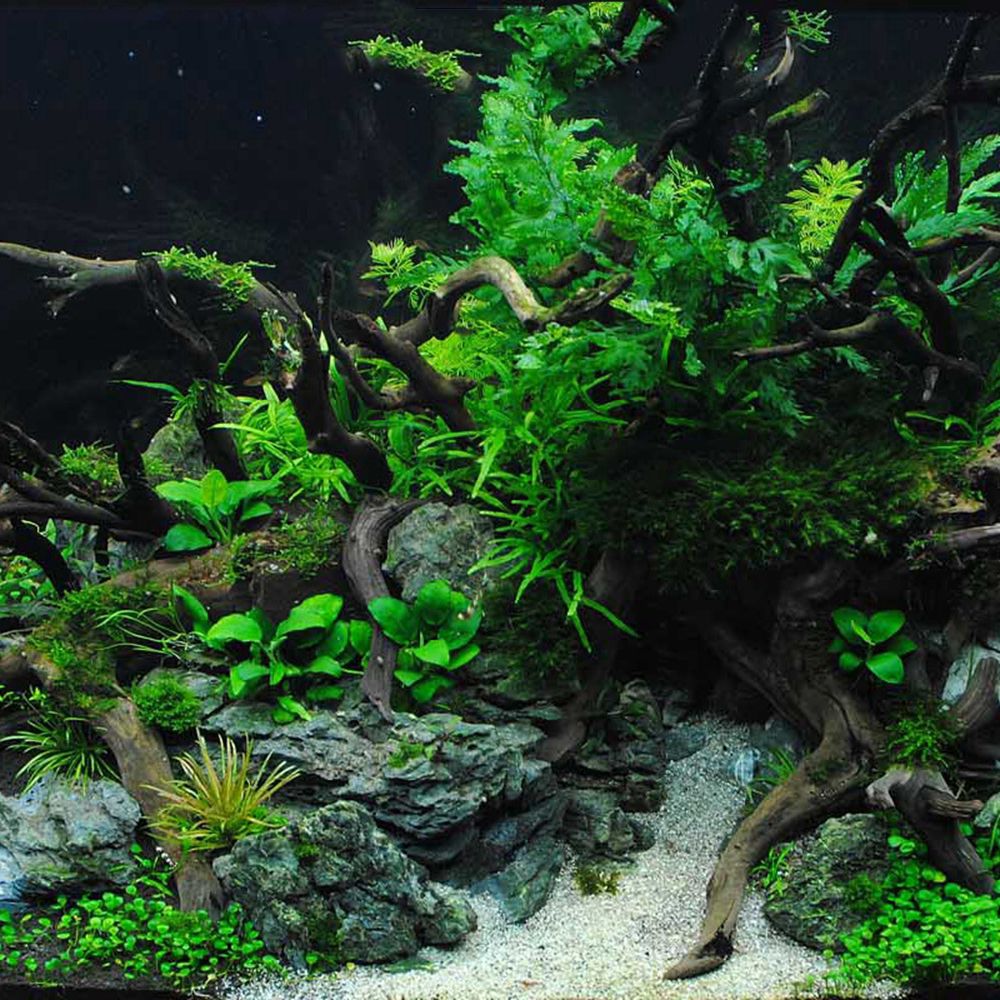 Aquarium Driftwood Natural Fis - Aquarium Plant Root Tabs avis et prix