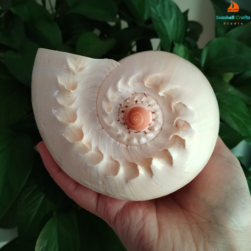17-22cm Natural Conch Shell La - Aquarium Planting Ideas avis et prix