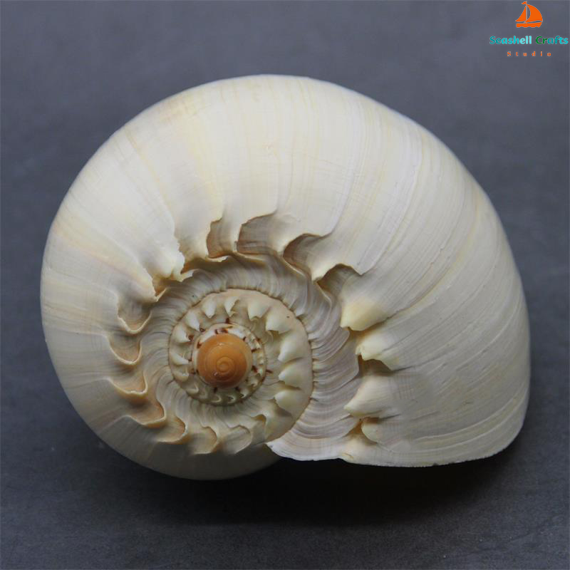 17-22cm Natural Conch Shell La - Aquarium Planting Ideas avis et prix