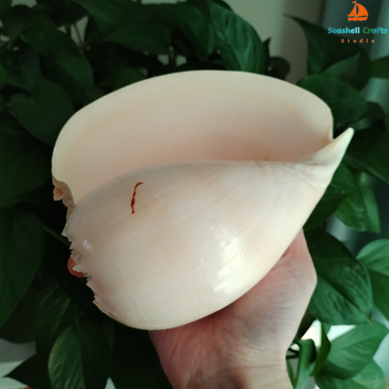 17-22cm Natural Conch Shell La - Aquarium Planting Ideas avis et prix