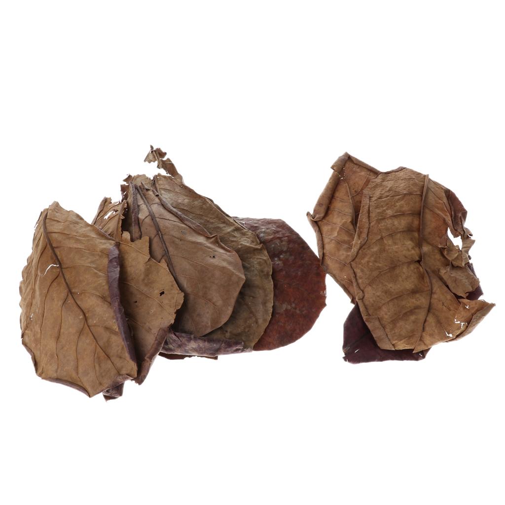 Beneficial Leaf Aquarium Filte - Aquarium Plant Roots avis et prix