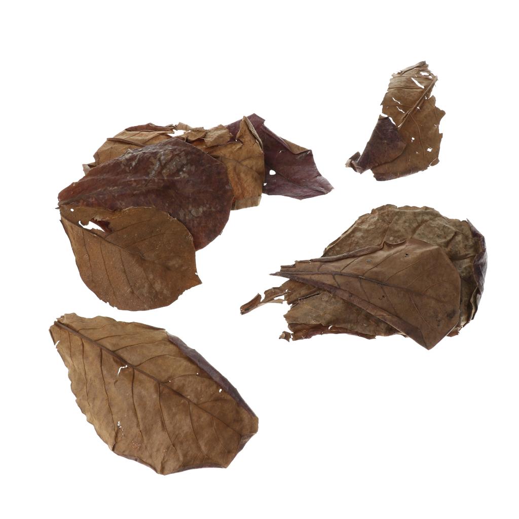 Beneficial Leaf Aquarium Filte - Aquarium Plant Roots avis et prix