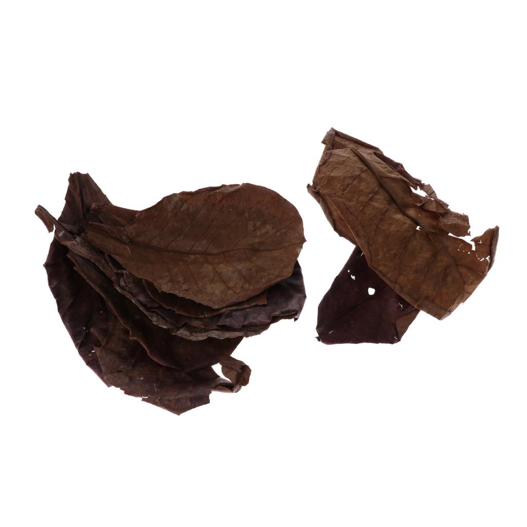Beneficial Leaf Aquarium Filte - Aquarium Plant Roots avis et prix