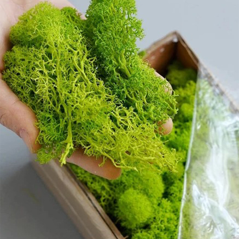 20/40/100g Eternal Life Moss D - Aquarium Plant Root Tabs avis et prix