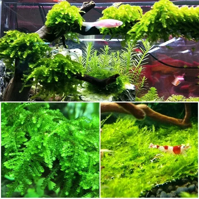 Natural Driftwood Cuckoo Roots - Aquarium Plant Root Tabs avis et prix