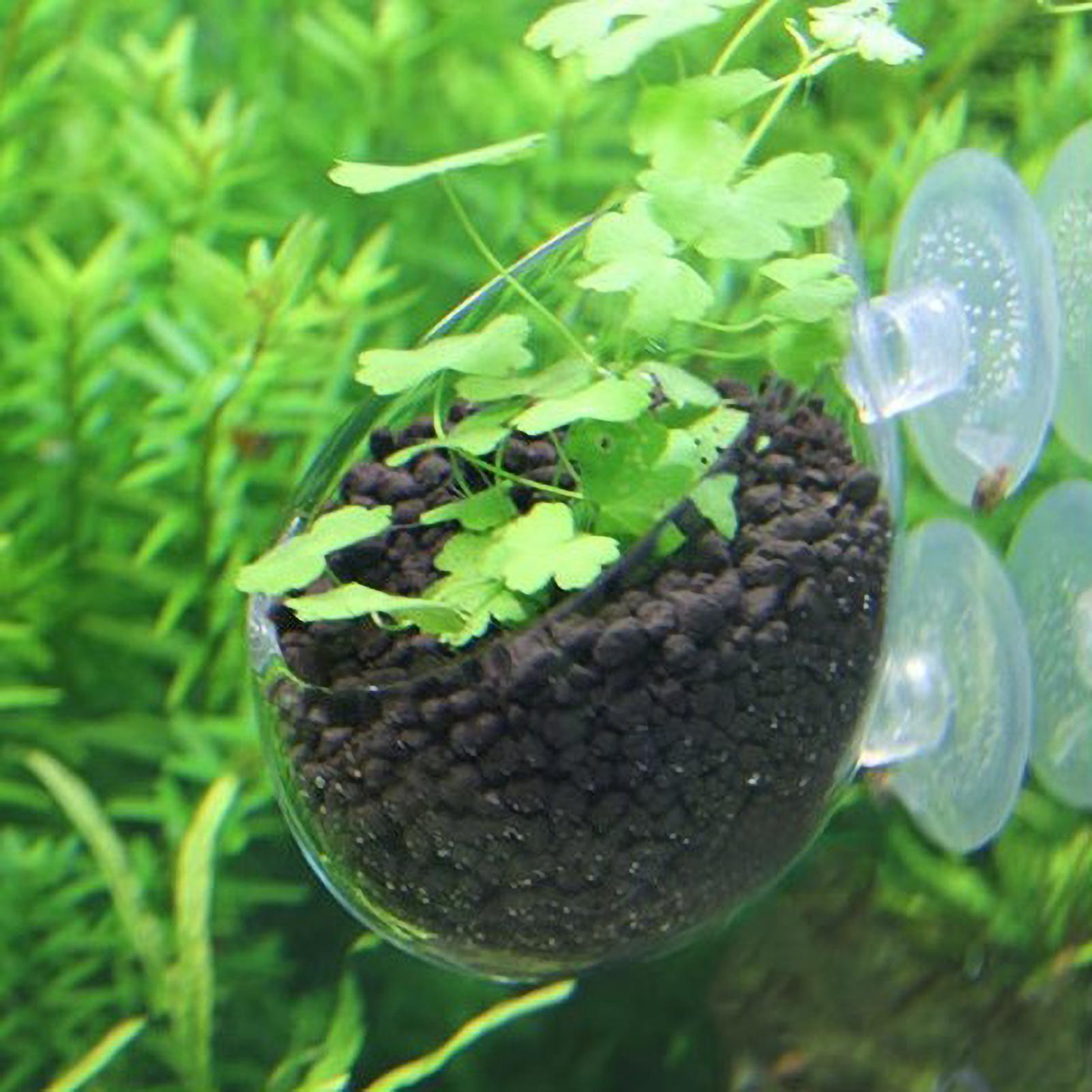 Aquarium Plant Holder Glass Aq - Aquarium Plant Vine avis et prix