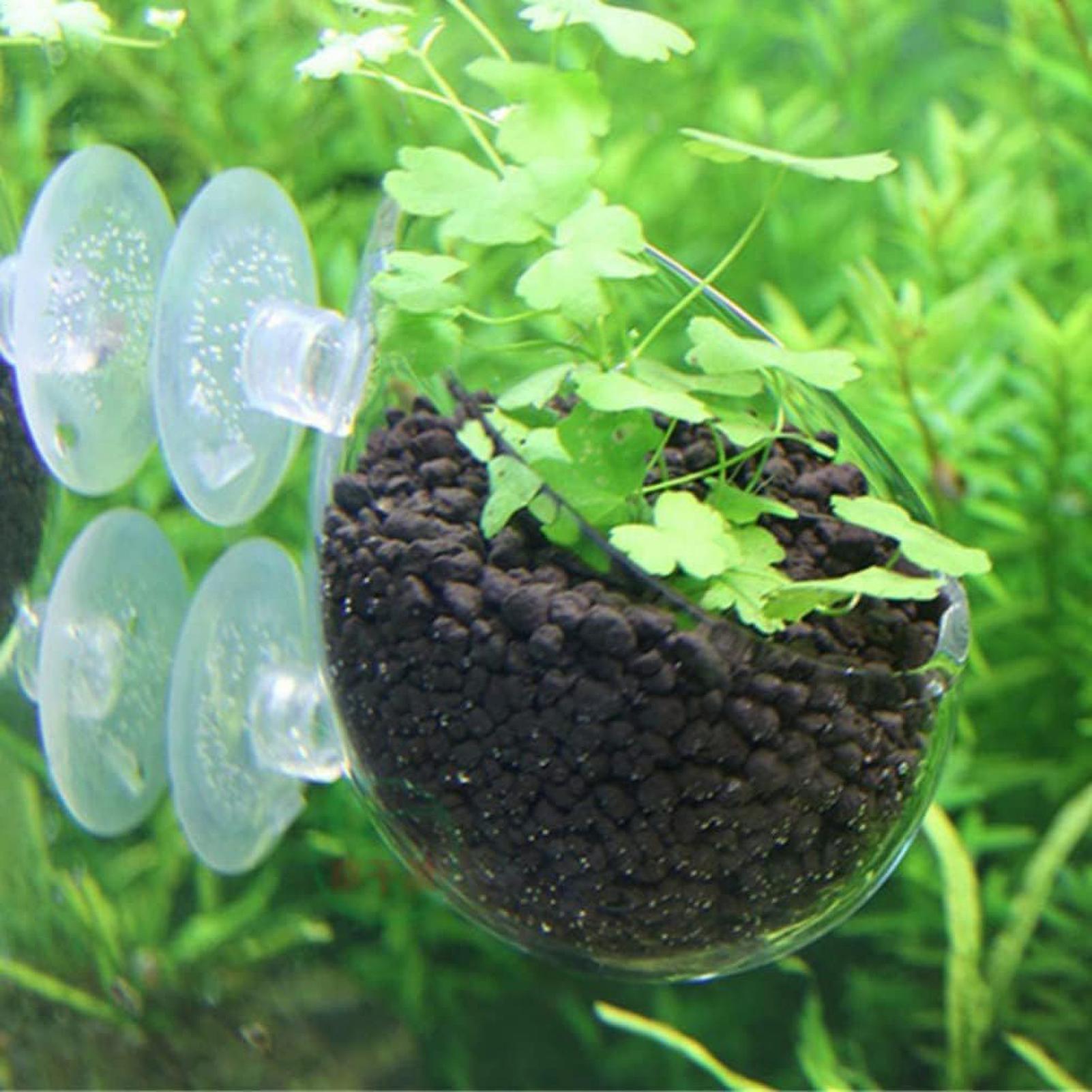 Aquarium Plant Holder Glass Aq - Aquarium Plant Vine avis et prix