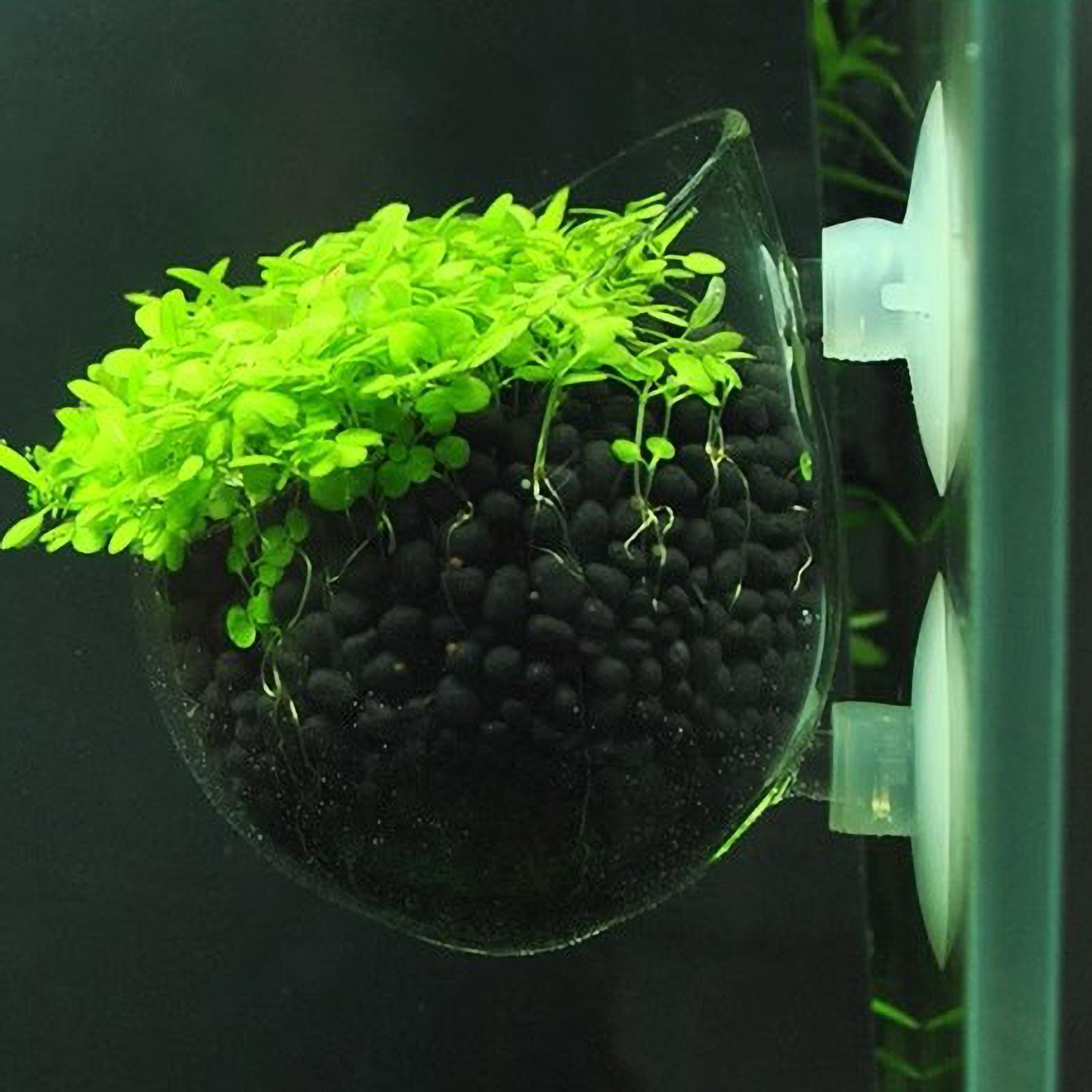 Aquarium Plant Holder Glass Aq - Aquarium Plant Vine avis et prix