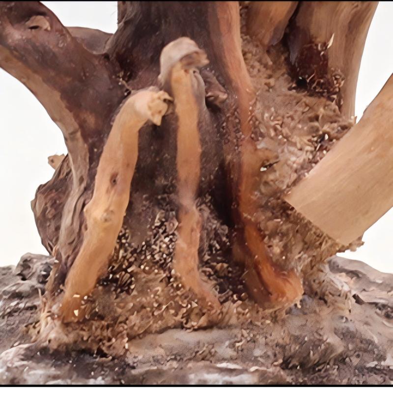 1PC Aquarium Landscaping Wood  - Aquarium Plant Roots avis et prix
