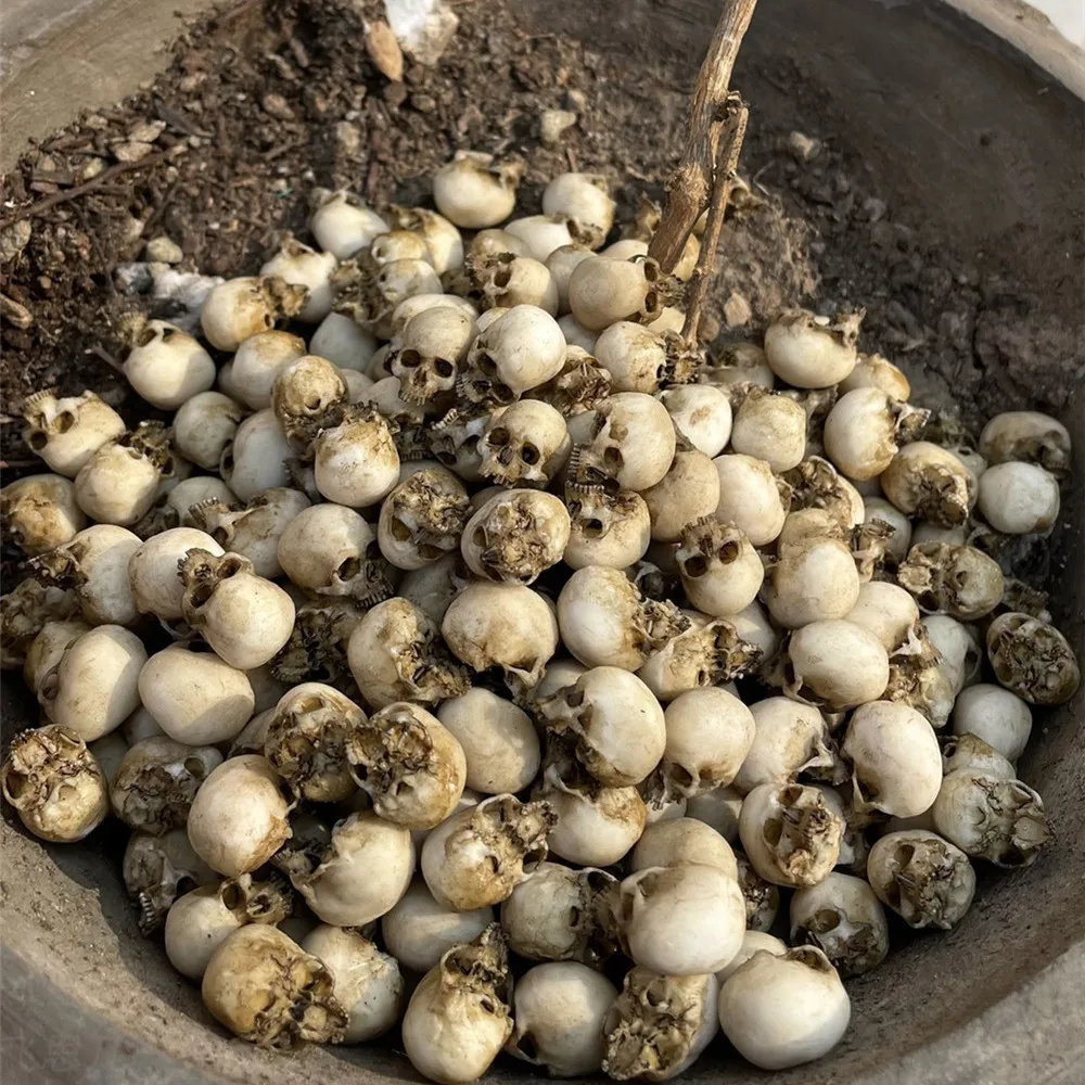 Mini Skull High Quality Miniat - Aquarium Plant Nursery avis et prix