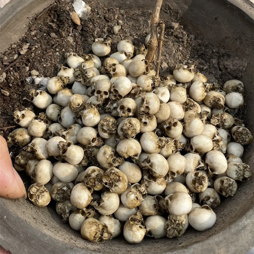 Mini Skull High Quality Miniat - Aquarium Plant Nursery avis et prix