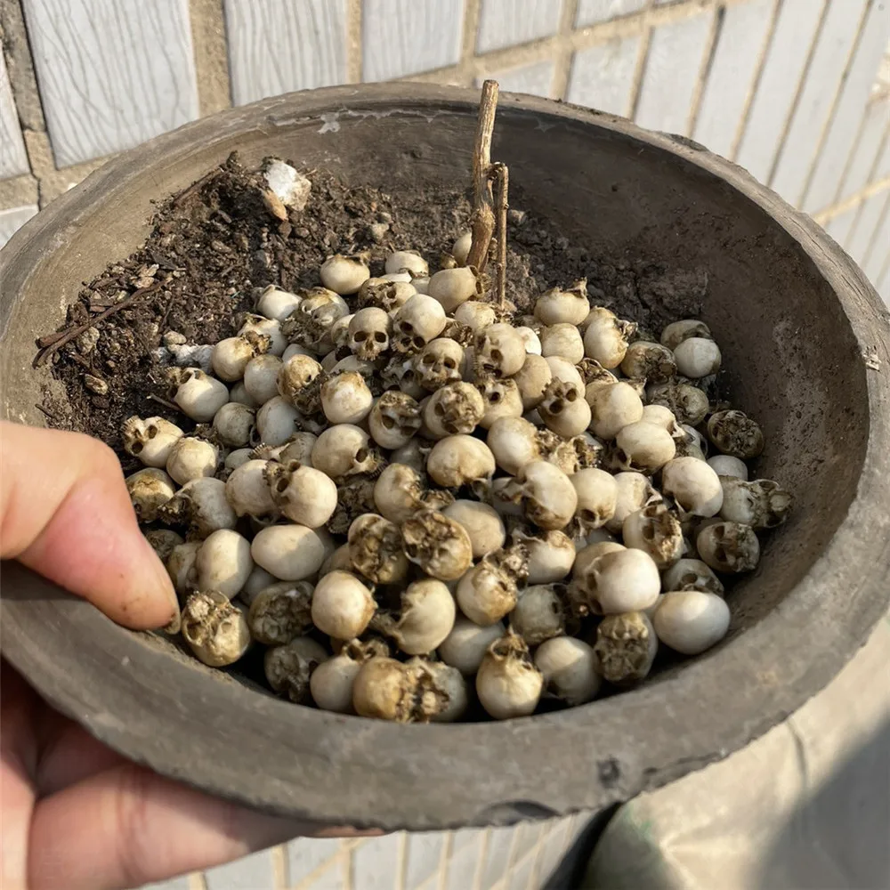 Mini Skull High Quality Miniat - Aquarium Plant Nursery avis et prix