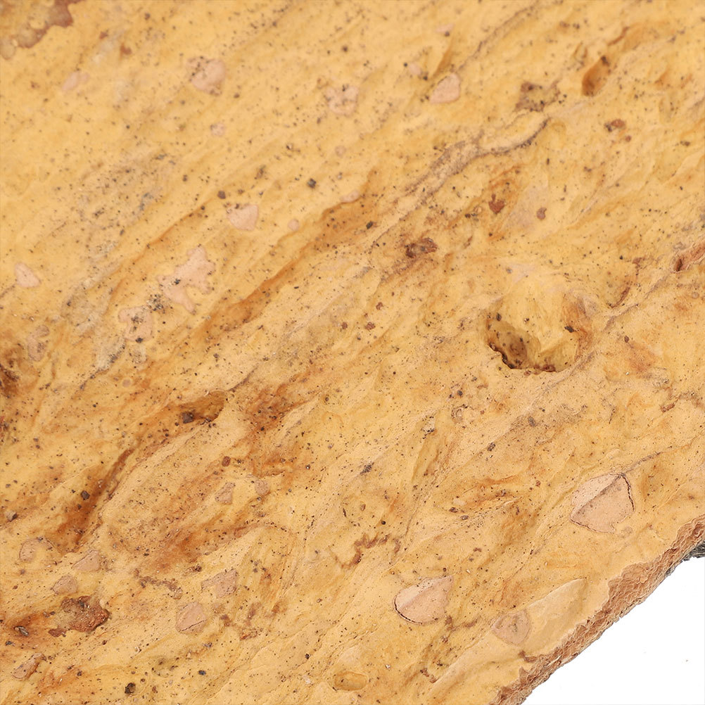2Pcs Terrarium Cork Bark for R - Aquarium Planting Ideas avis et prix