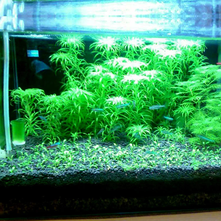 Fish Tank Water Grass Mud Plan - Aquarium Plant Nutrients avis et prix