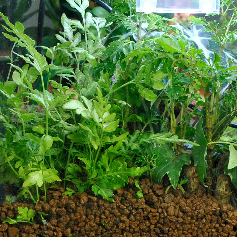 WAJABABY Akadama Soil - Natura - Aquarium Plant Nutrients avis et prix