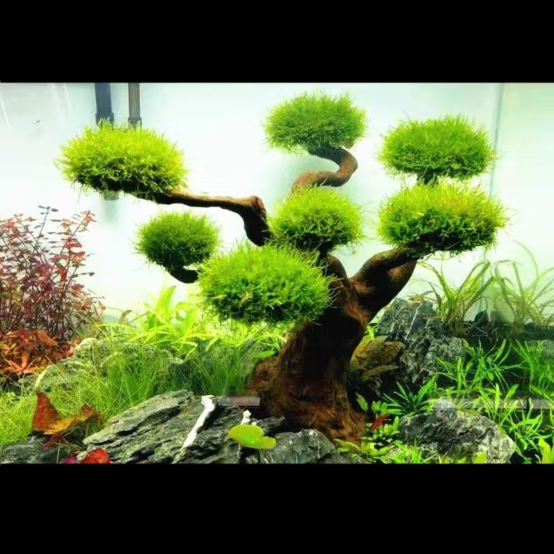 Aquarium Decoration Moss Drift - Aquarium Plant Root Tabs avis et prix