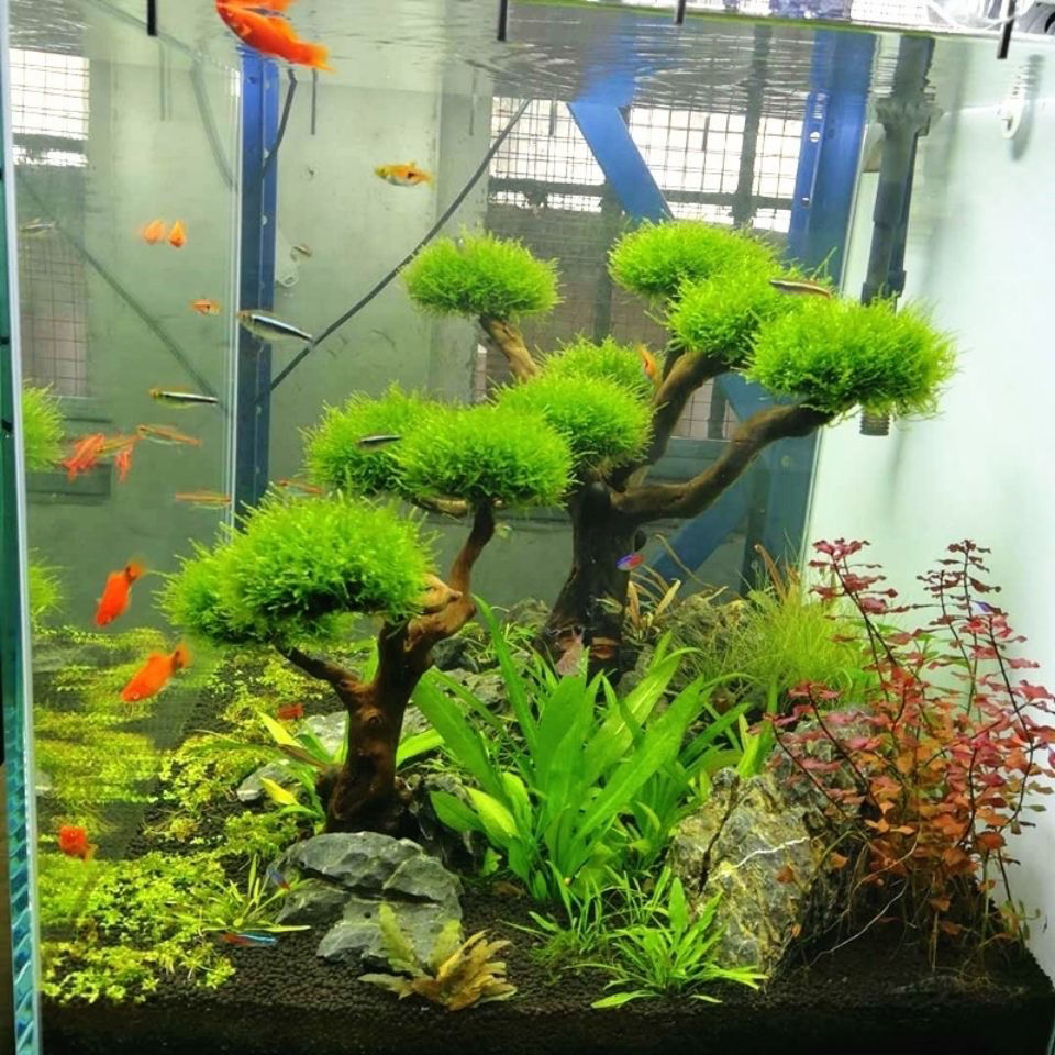 Aquarium Decoration Moss Drift - Aquarium Plant Root Tabs avis et prix