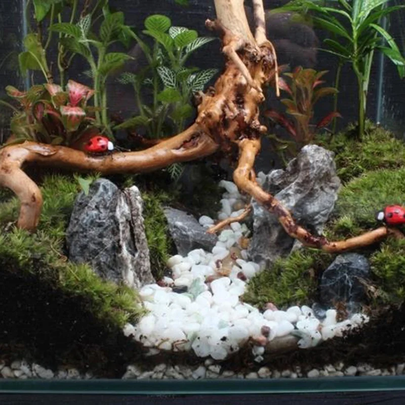 Natural Tree Trunk Driftwood A - Aquarium Plant Root Tabs avis et prix