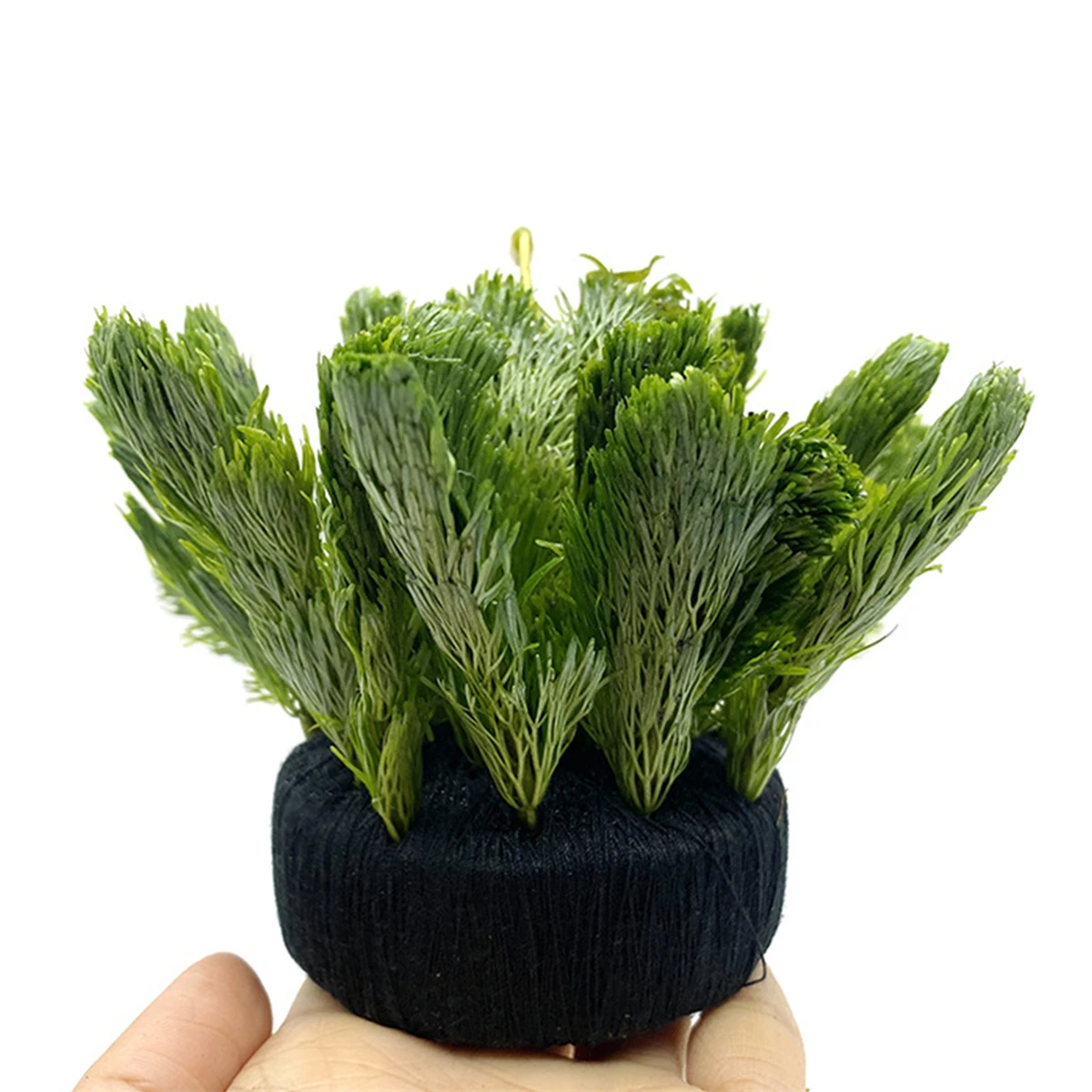 5Pcs Black Fish Tank Water Gra - Aquarium Plant Roots avis et prix